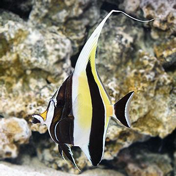 Saltwater Aquarium Fish for Marine Aquariums: Moorish Idol EXPERT ONLY