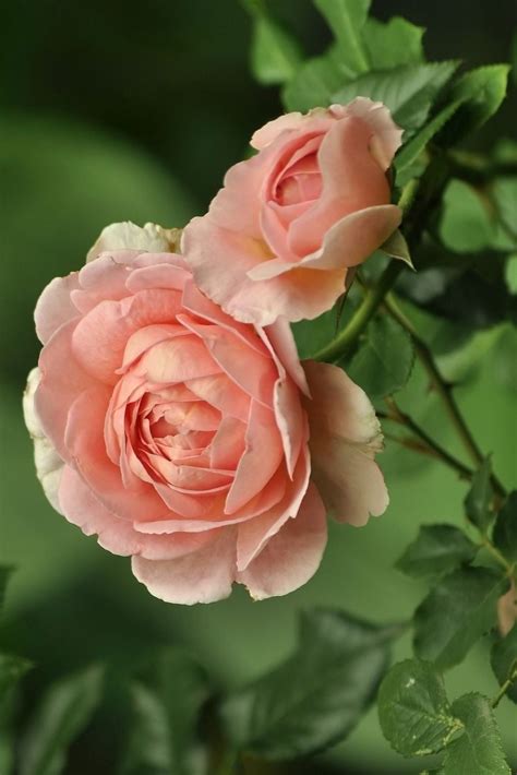 "Old Rose" Color in 2021 | Rooting roses, Old rose color, Old rose