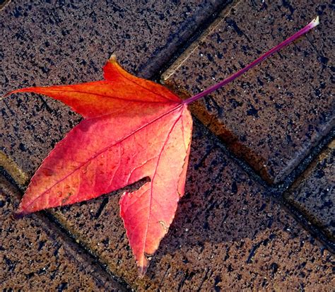 Fallen Autumn Fall Leaf Free Stock Photo - Public Domain Pictures