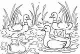 Duck And Duckling Coloring Pages sketch template