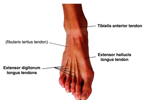 Surface Anatomy Of Foot