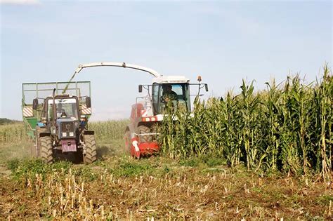 BEST TIPS FOR PREPARATION MAIZE SILAGE