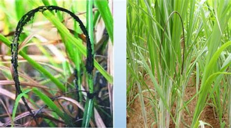 Diseases of sugarcane