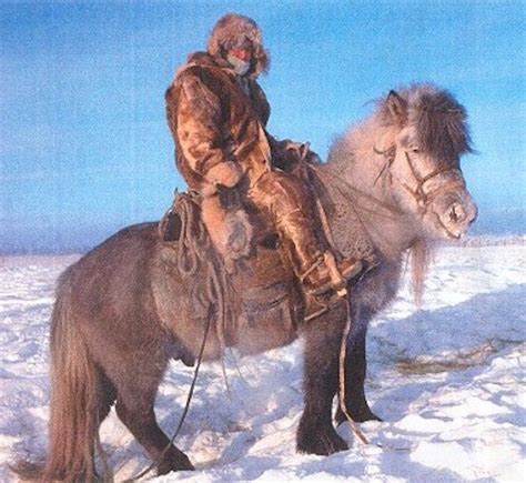 Siberian cold: Yakutian horses adapted to -70C — Science & Technology ...