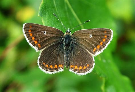 Cumbria Branch - Species - Northern Brown Argus