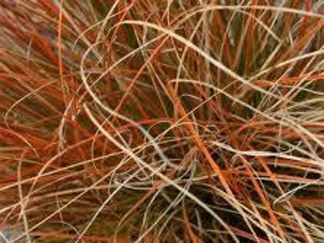 Carex testacea | Wholesale Nursery - Nurseries in Melbourne, Sydney & Brisbane | Plantmark