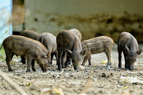 Wild boar piglets stock image. Image of nature, head - 102336991