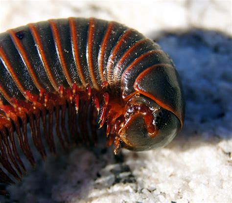 🔥 Many millipedes defensively secrete Hydrogen Cyanide to poison ...