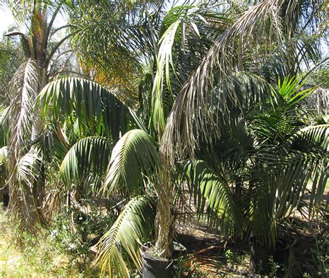 How to Grow the Kentia Palm Tree (Howea forsteriana)