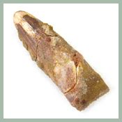 Spinosaurus Teeth Buyers Guide: Fossilicious | Shop Quality Minerals & Fossils for Sale Online