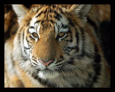 Tiger Cub At 8 Months Old | This is one of the tiger cubs at… | Flickr