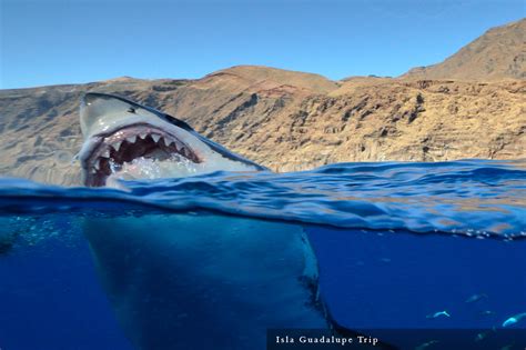 Great White Shark Diving at Guadalupe Island and Farallon Islands - Great White Shark Diving ...