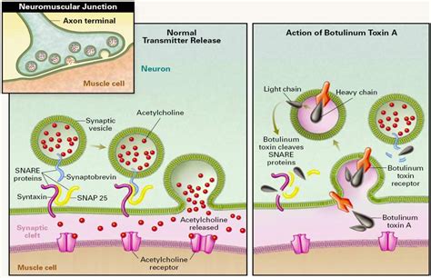 What is botox? – Ritu's Biology Hub