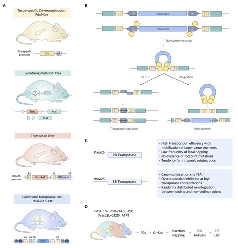 In vivo results on xenograft mouse model. (A) Timeline of - verloop.io