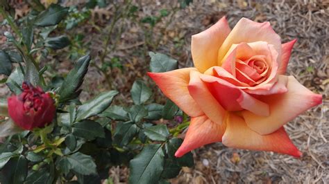 Remember Me. Hybrid Tea Bush Rose