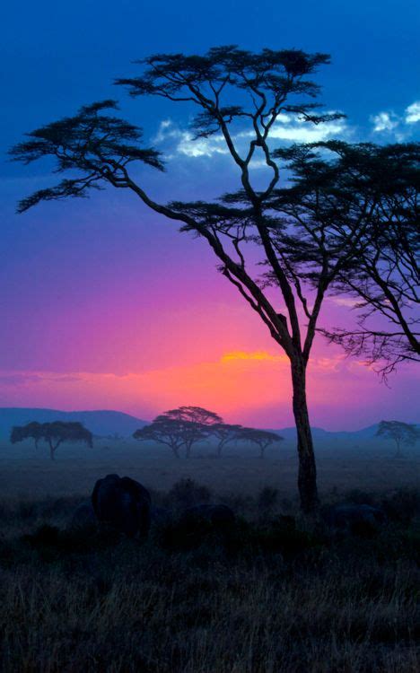 Amazing Photography Collection: Amazing Safari sunset - Afri