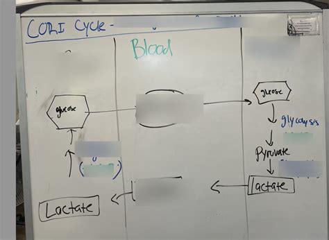 Cori Cycle Diagram | Quizlet