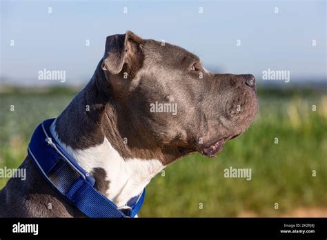 american bully looks to its owner Stock Photo - Alamy