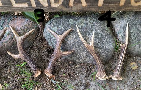 European roe deer antler SET Real natural antler PAIR shed | Etsy