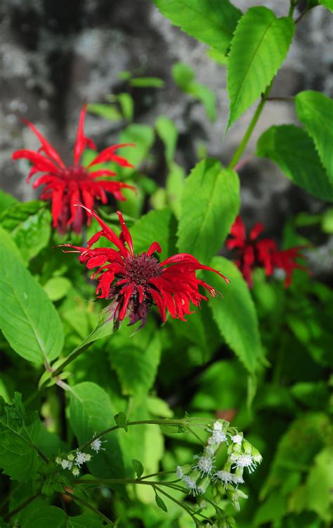 6 wildflower hikes in Great Smoky Mountains National Park