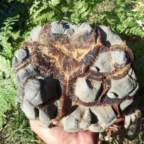 Rare Whole Septarian Nodule|Untreated Raw Septarian Specimen|Dragon Stone|ExtraLarge Authentic ...