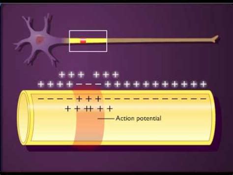 Action potential propagation in an unmyelinated axon - YouTube