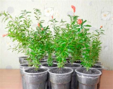 Reproduction of pomegranate cuttings at home – Healthy Food Near Me