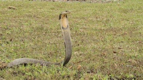 king cobra alert angry Stock Footage Video (100% Royalty-free) 1387264 | Shutterstock