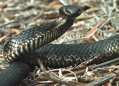 Tiger Snake | Department of Natural Resources and Environment Tasmania