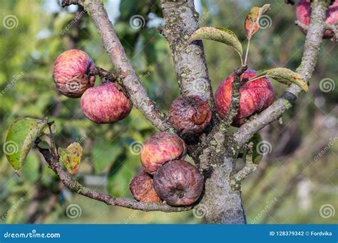 Diseased Branches of an Apple Tree and Ripe Red Rotten Apples Stock Photo - Image of autumn ...