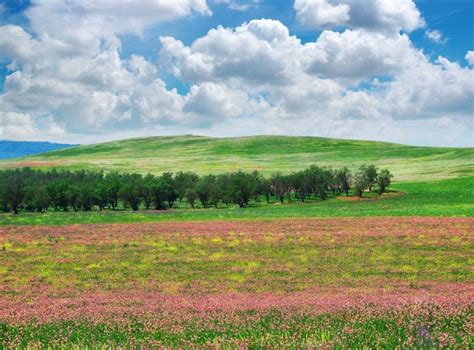 Premium Photo | Spring flower meadow