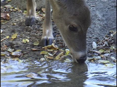 Deer Drinking Water Stock Footage Video (100% Royalty-free) 62533 | Shutterstock