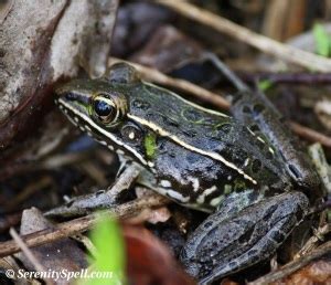 A Luminescent Florida Leopard Frog (And a Few Fairy Frogs) | Serenity Spell