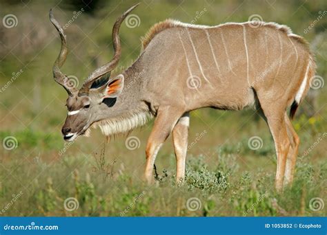 Kudu Antelope, Etosha National Park, Namibia Stock Photography - Image ...