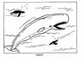Free Printable Whale Coloring Pages For Kids sketch template