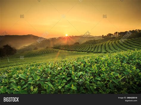 Sunrise View Tea Image & Photo (Free Trial) | Bigstock