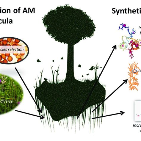 | Mycorrhizal symbiosis can be harnessed for agriculture by optimizing ...