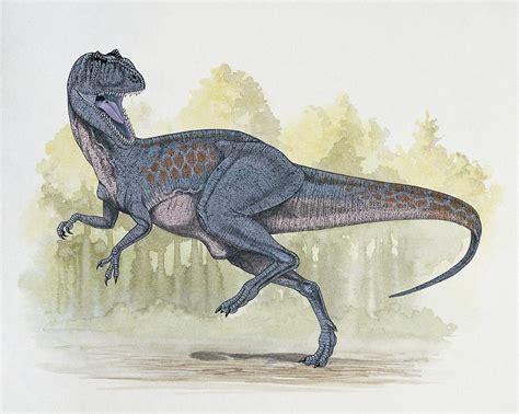 Chilantaisaurus Dinosaur Photograph by Deagostini/uig/science Photo Library - Fine Art America