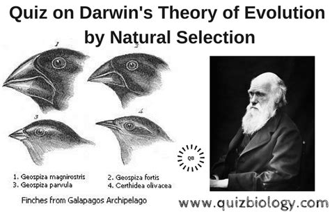 Quiz on Darwin's Theory of Evolution by Natural Selection Darwin's ...