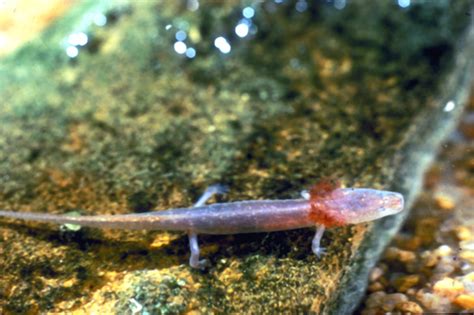 Barton Springs Salamander (Eurycea sosorum)