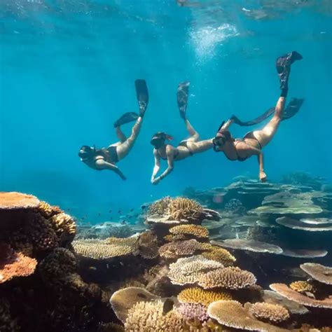 Snorkeling the great barrier reef in australia – Artofit