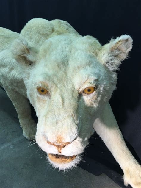 EXCEPTIONALLY RARE FULL SIZE FULL BODY ALBINO LIONESS FROM ZIMBABWE ...