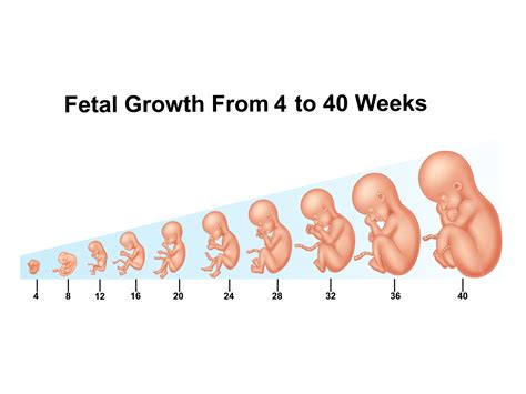 Weeks In Life Chart