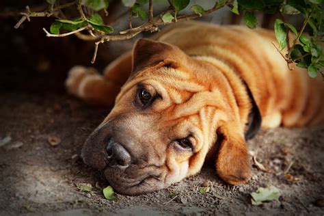 Chinese Shar-Pei puppies - Care, training and more | Pawzy