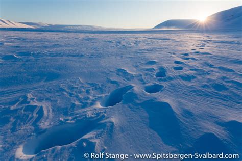 Polar bear track near Longyearbyen - Spitsbergen | Svalbard