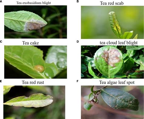 Frontiers | TeaDiseaseNet: multi-scale self-attentive tea disease detection