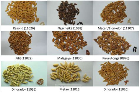 Agronomy | Free Full-Text | Phenotypic Diversity of Farmers ...