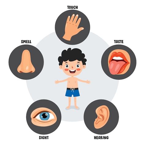 Premium Vector | Five senses template with human organs