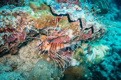 More to Moalboal Diving Than the Sardine Run - Bold Travel