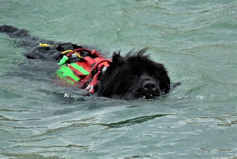 Water Rescue Dogs: History, Overview & FAQ | Hepper